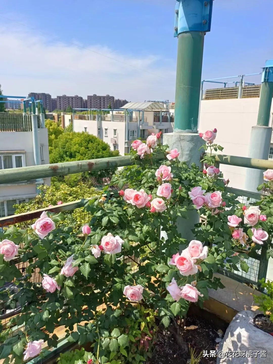 花期特别短暂开放好看的粉色月季,粉色可爱融化你的少女心月季