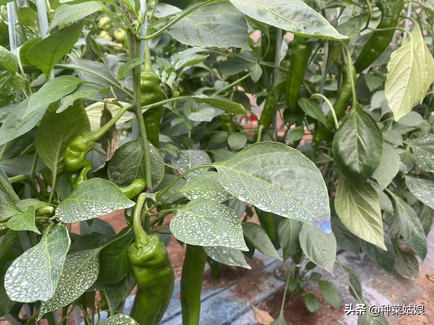 怎样防治辣椒落花落蒂,辣椒落花落果怎么治疗