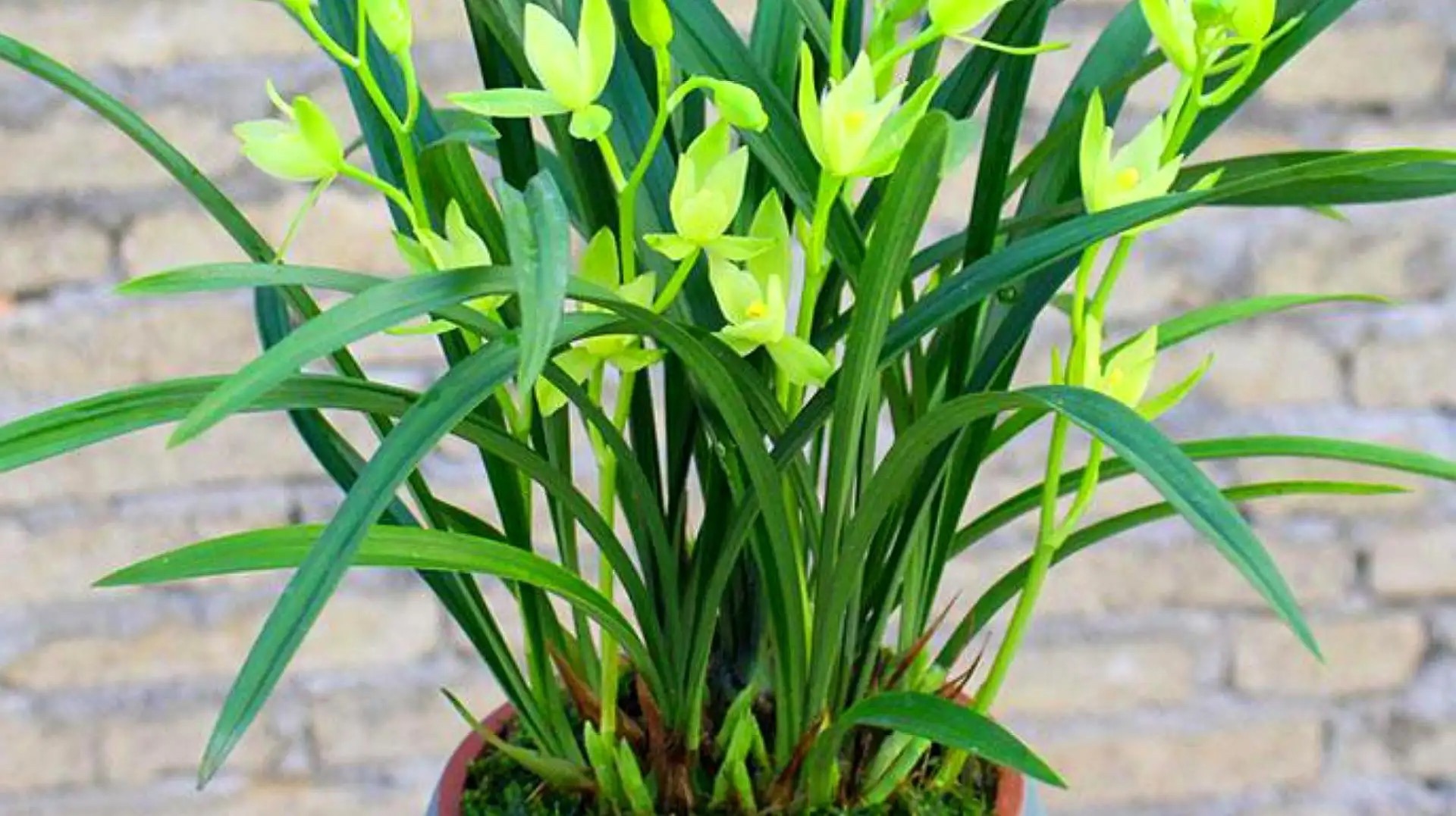 卧室养花，必养3种，香气淡雅枝叶繁茂，养神促睡眠，身体精神棒