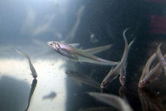 鱼塘几千斤鱼神秘消失,鱼塘数千条鱼神秘消失