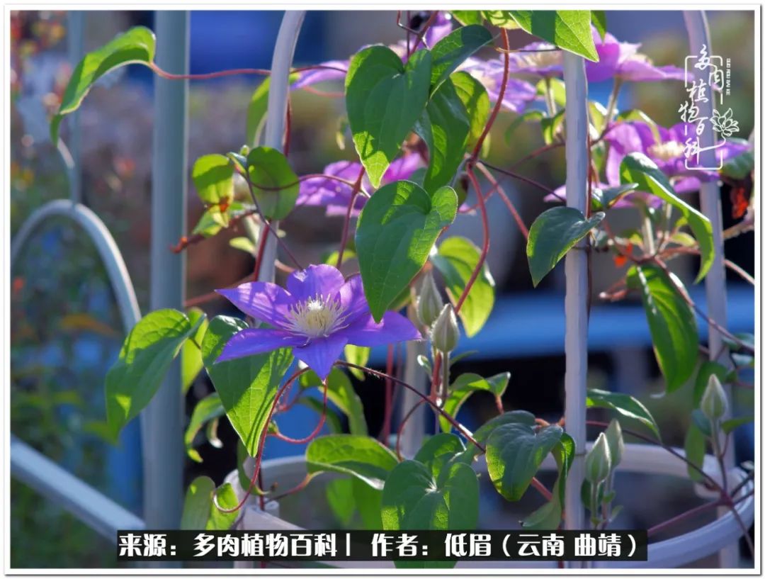 养了8年的多肉,养了七年多肉