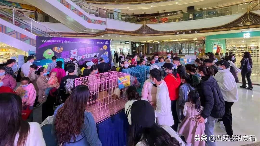 把爱带回家丨让领养代替购买，给它们一个温暖的家