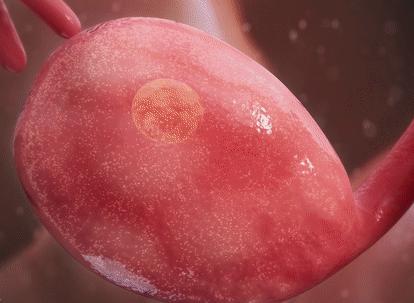 切除子宫的人会免疫力低吗,切除子宫的人寿命长吗