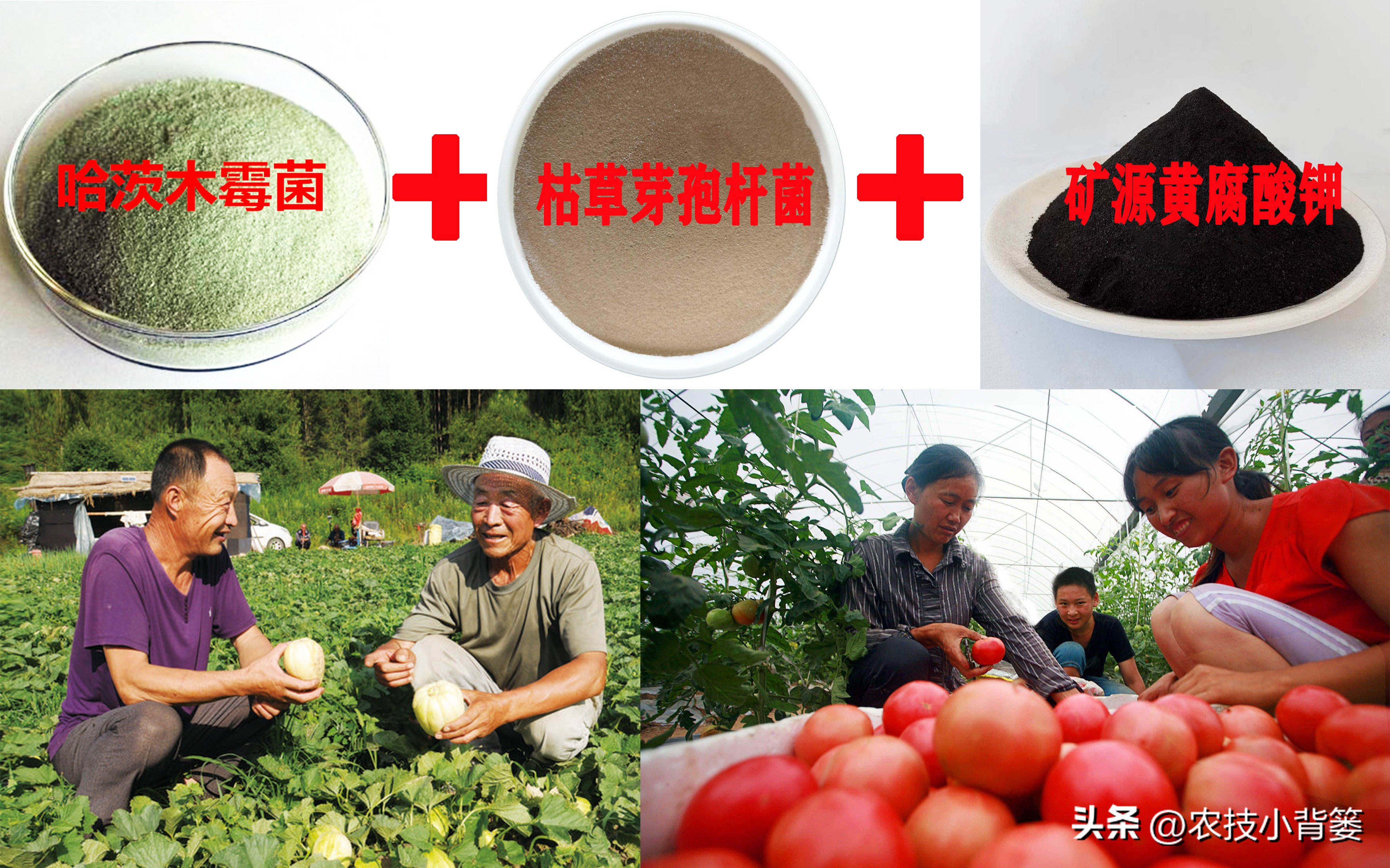 花生重茬烂根死苗怎样解决,怎样防治豆角重茬死苗及烂根