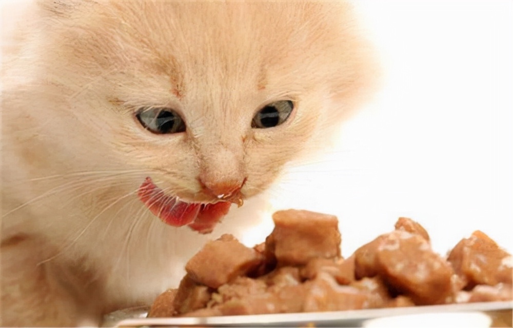 猫咪被冻着了该怎么办呀,猫咪被冻坏了