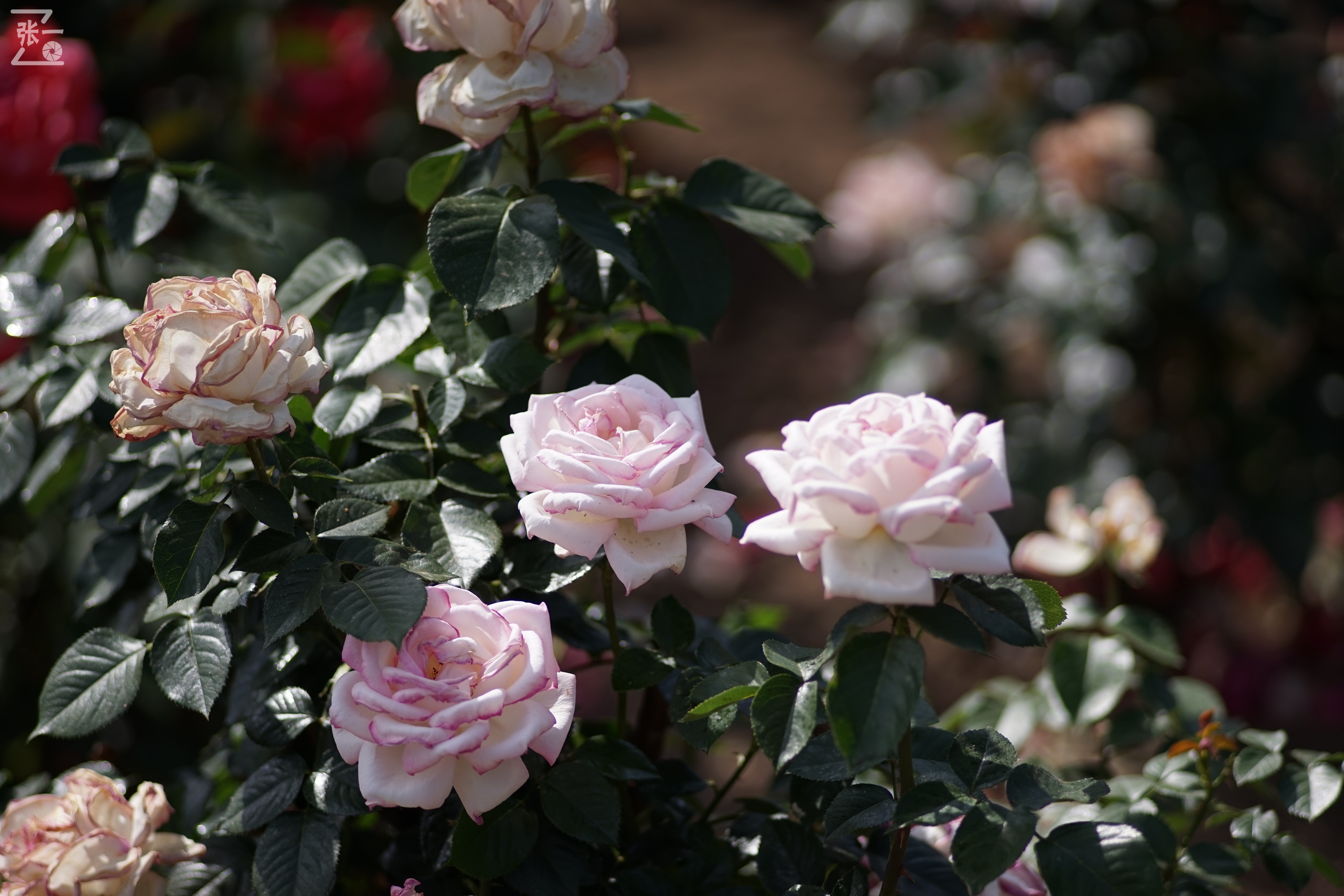 蔡司sonnar50毫米,蔡司sonnar镜头生产年份