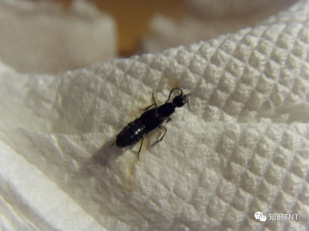 隐翅虫主要分布地区,隐翅虫一般出现在哪些地方