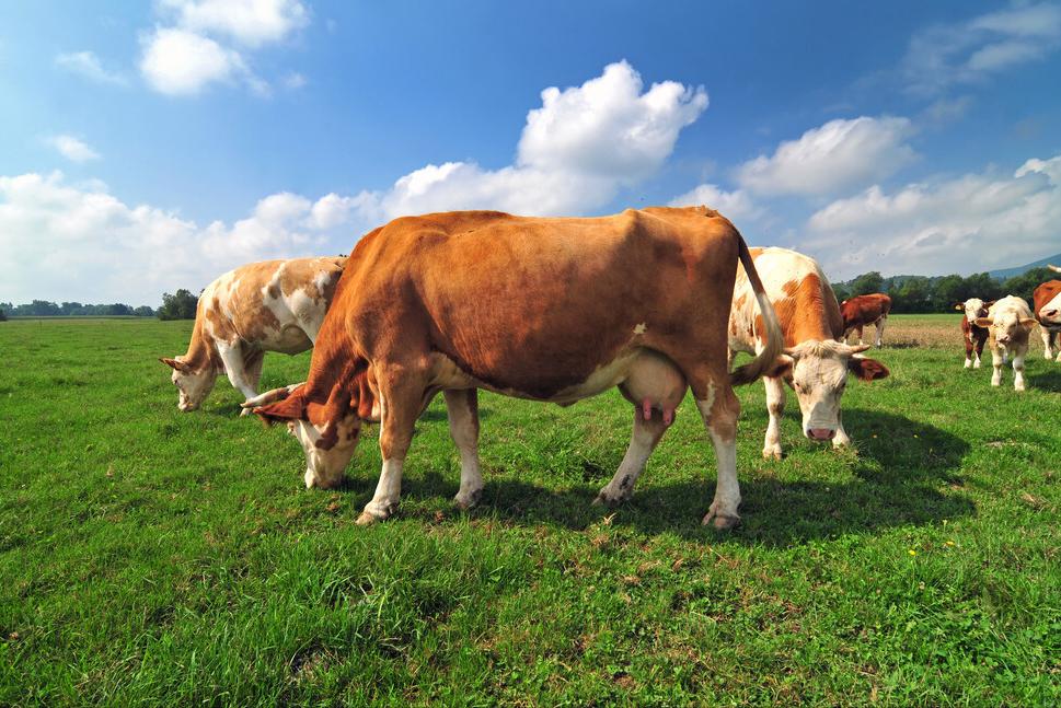 母牛子宫炎打什么药最好,母牛子宫炎用什么药最好