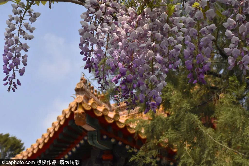 紫藤花开如瀑全景,梦幻紫藤花开如瀑