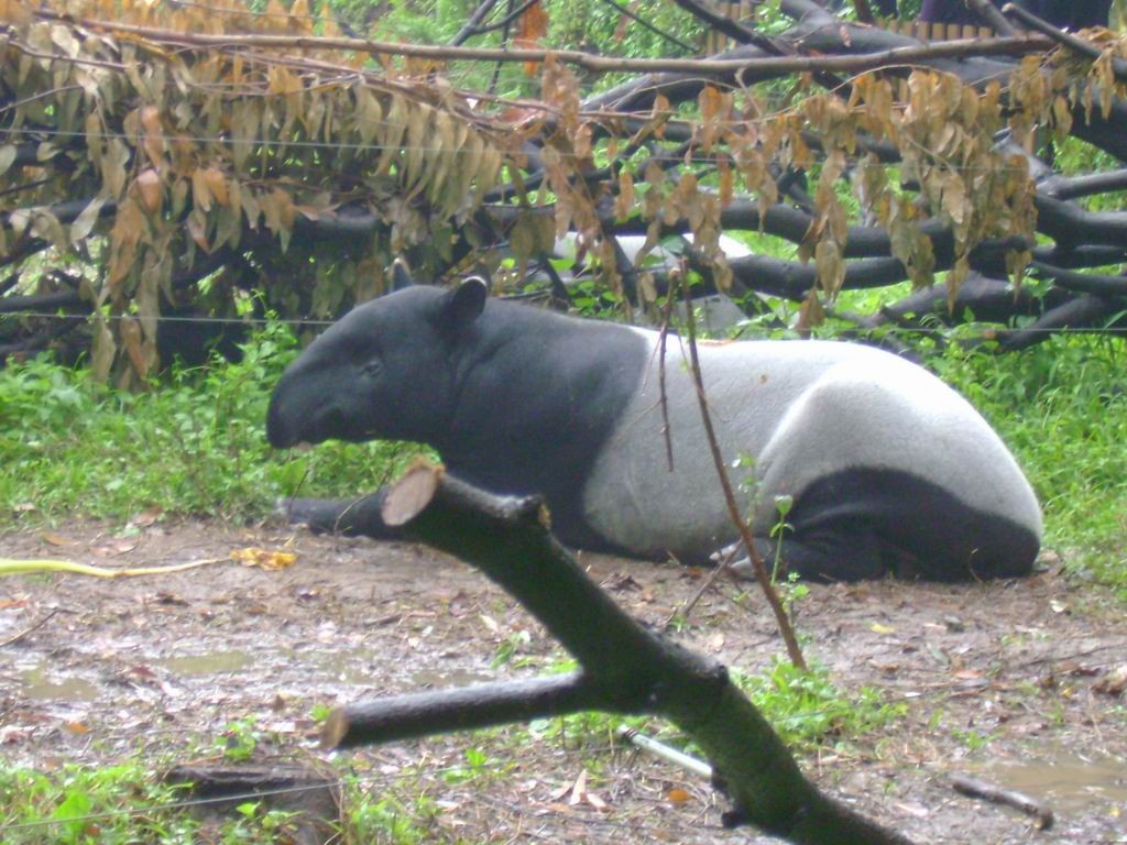 同人本子出场率最高的宝可梦，到底是什么来头？