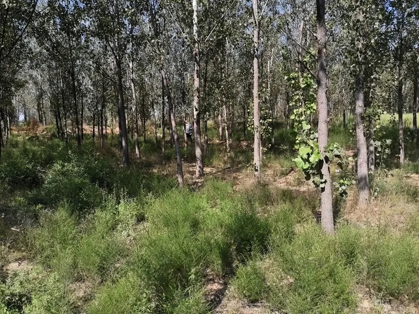 坟旁生三树子孙后代富是啥意思,农村俗语坟前生洞子孙穷