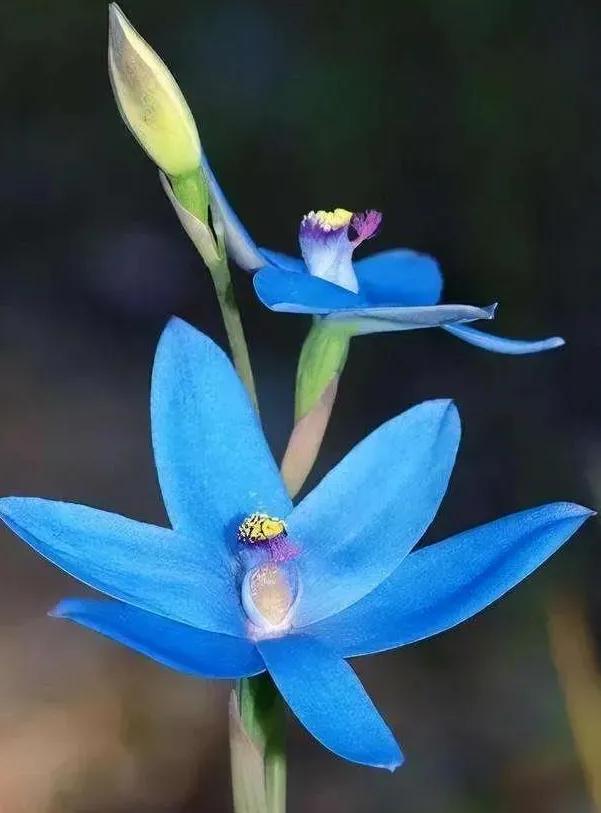 奇花异草是一道道亮丽的风景线,五彩缤纷的春天奇花异草