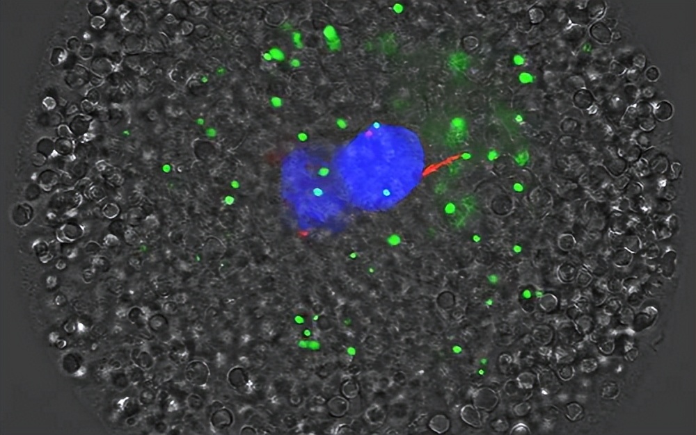 张掖肉牛线粒体DNAD-loop区研究的发展方向和潜在应用价值