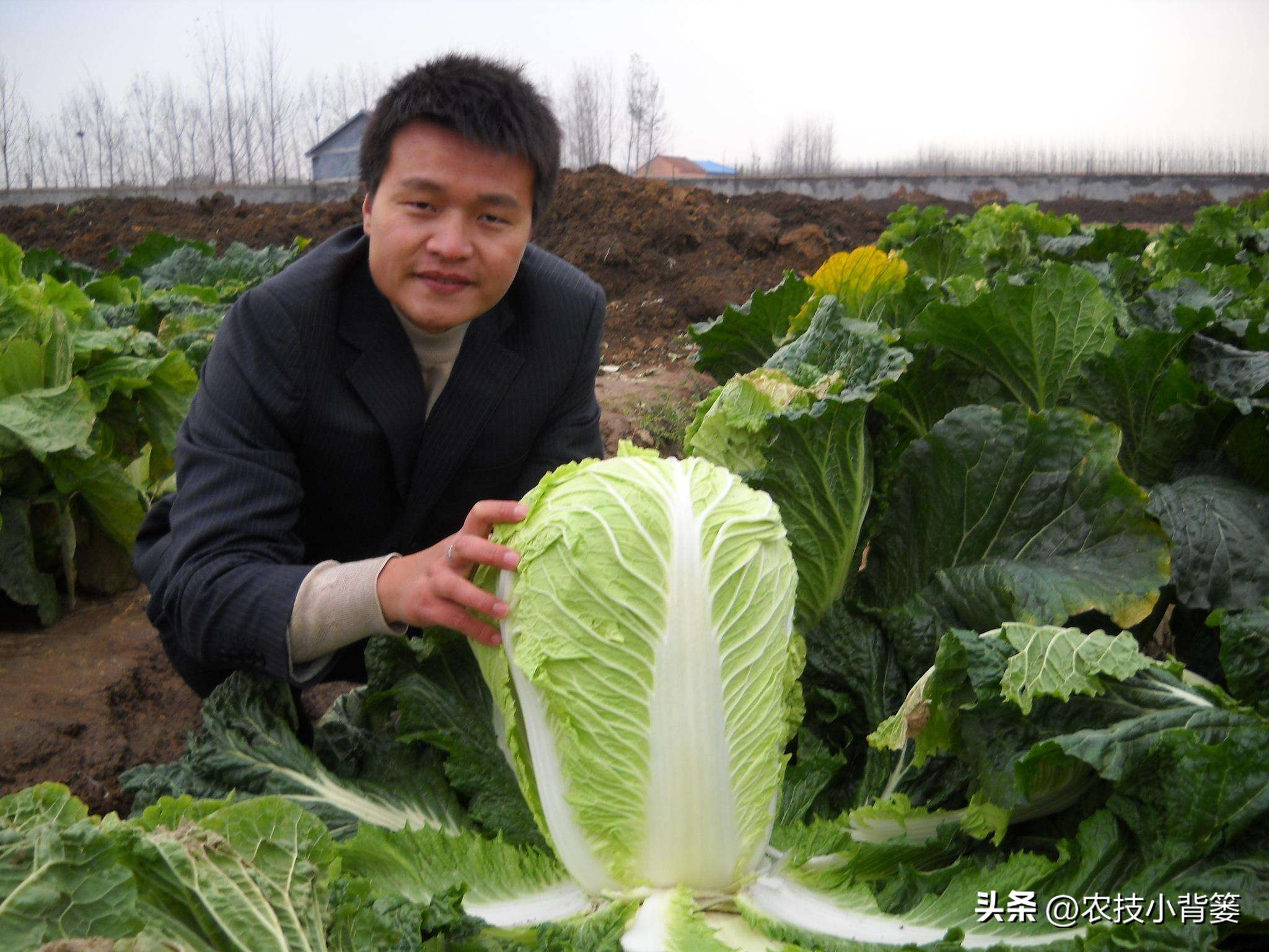 大白菜软腐病怎么防效果好,怎么预防大白菜软腐烂根病