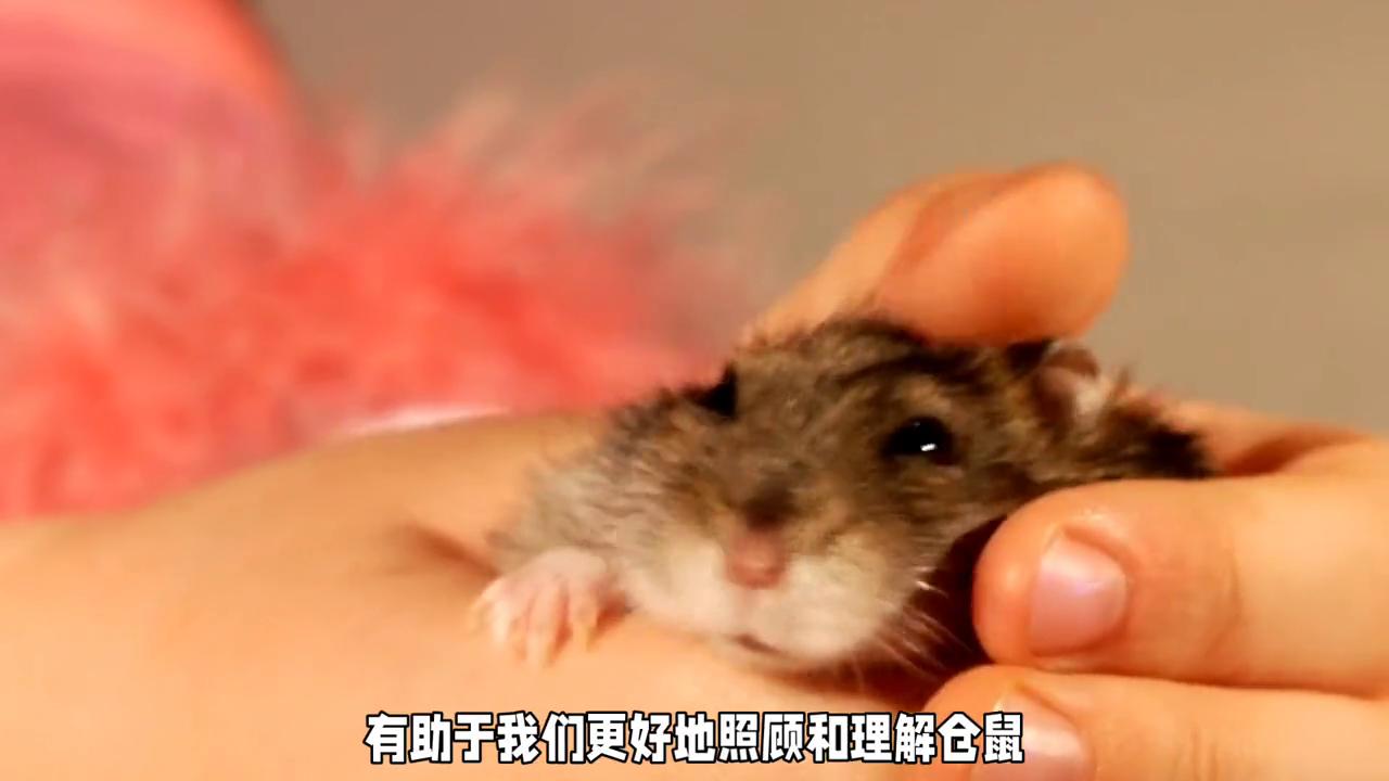 母仓鼠害怕公仓鼠,仓鼠害怕的表现有哪些