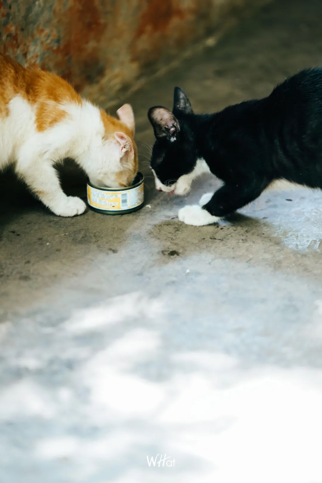 宝通寺后山流浪猫,猫可以治好人的精神内耗吗