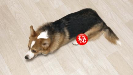 狗狗为什么一摸就拉肚子,狗狗为什么总是露肚皮