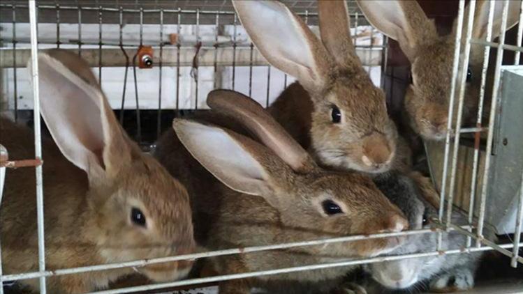 刚出生的仔兔怎么照顾,刚产下的兔仔怎么管理