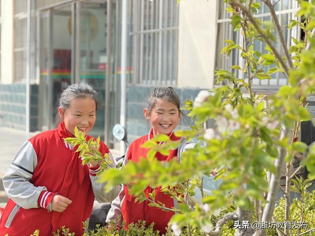 美！潍坊校园春景强势来袭