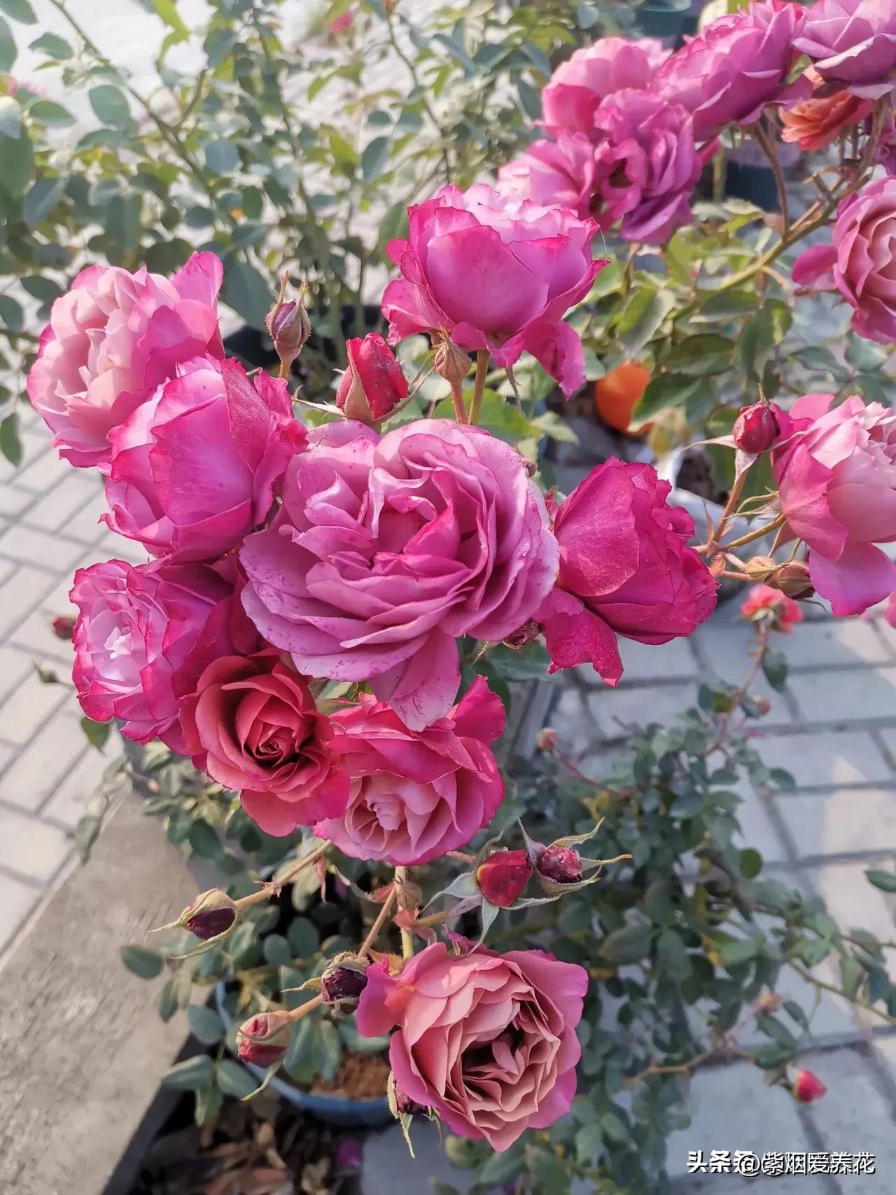 葵系列的月季,有一种花叫月季