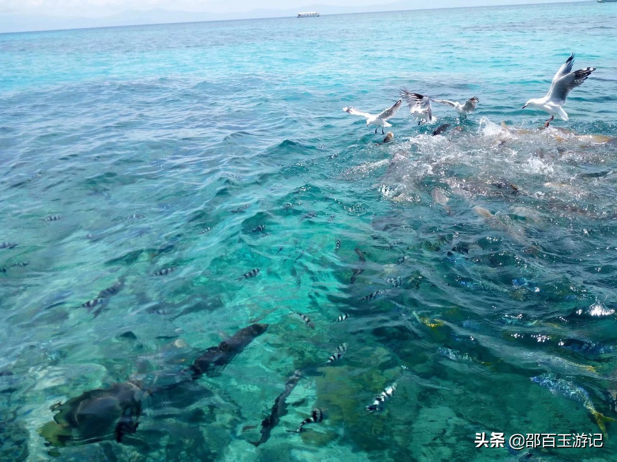 澳大利亚凯恩斯8日游,澳大利亚凯恩斯旅游攻略