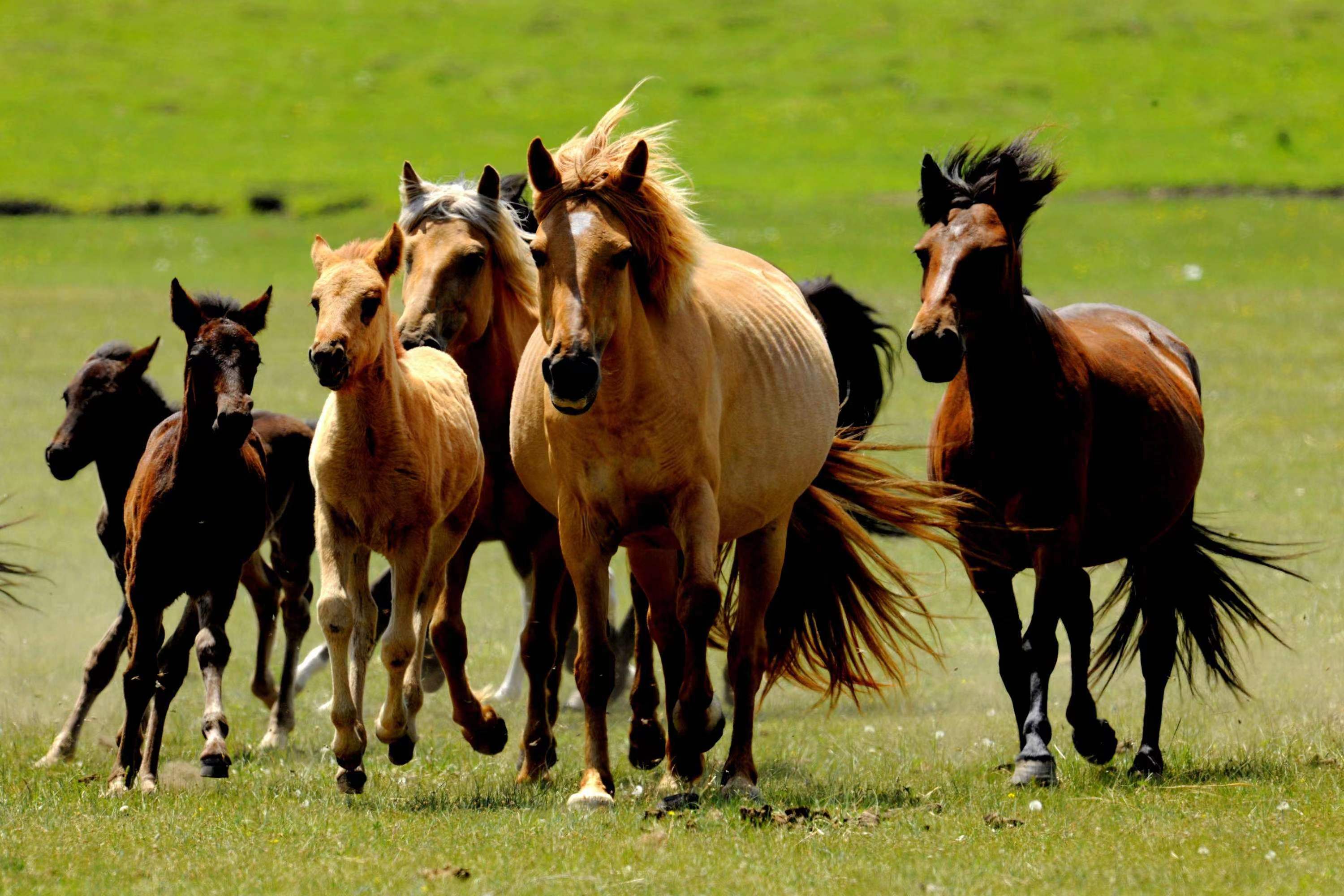 读一词忆一事杂议“牝马之贞”