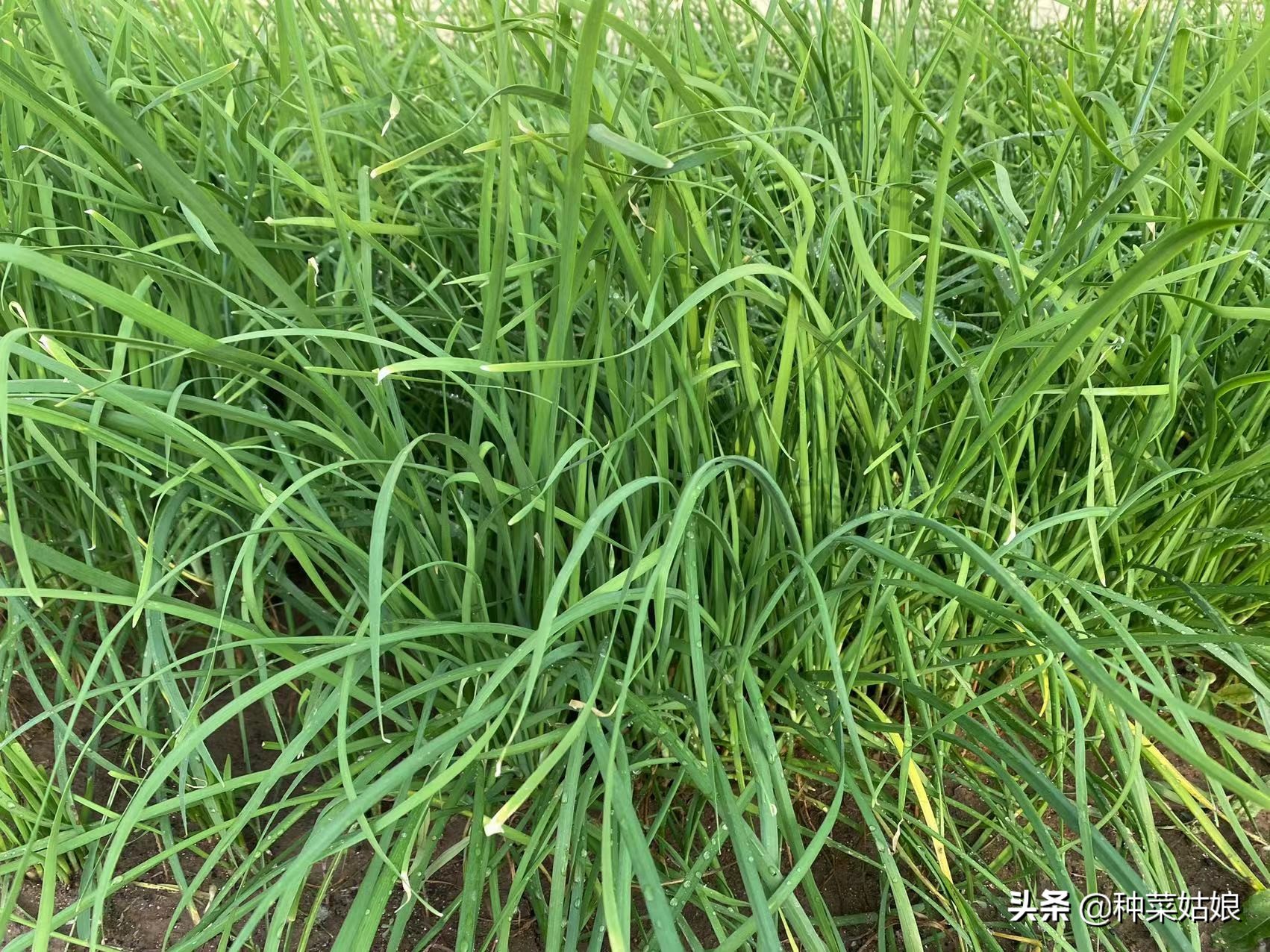 想要种植物需要什么,韭菜播种和种韭菜根有什么区别