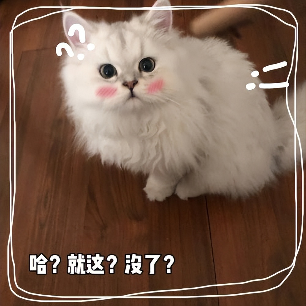 猫咪出现这些行为说明你养猫失败,新手养猫必备猫咪行为语言大解读