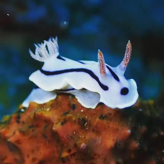 「奇怪生物日志2」威廉多彩蛞蝓和一些其他海蛞蝓