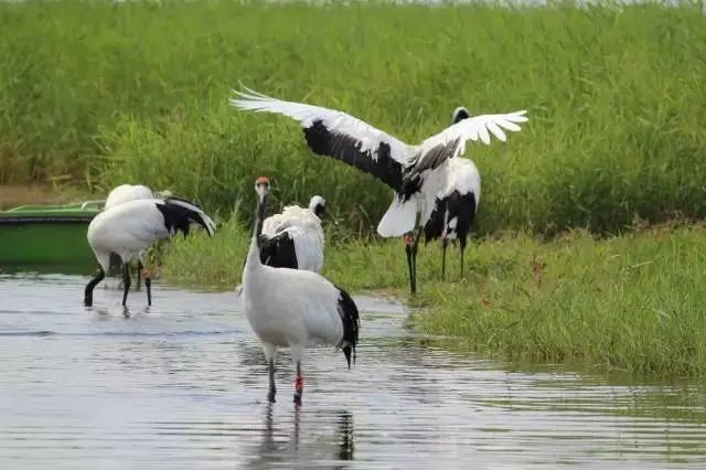 湿地游玩,湿地可以开发什么旅游项目