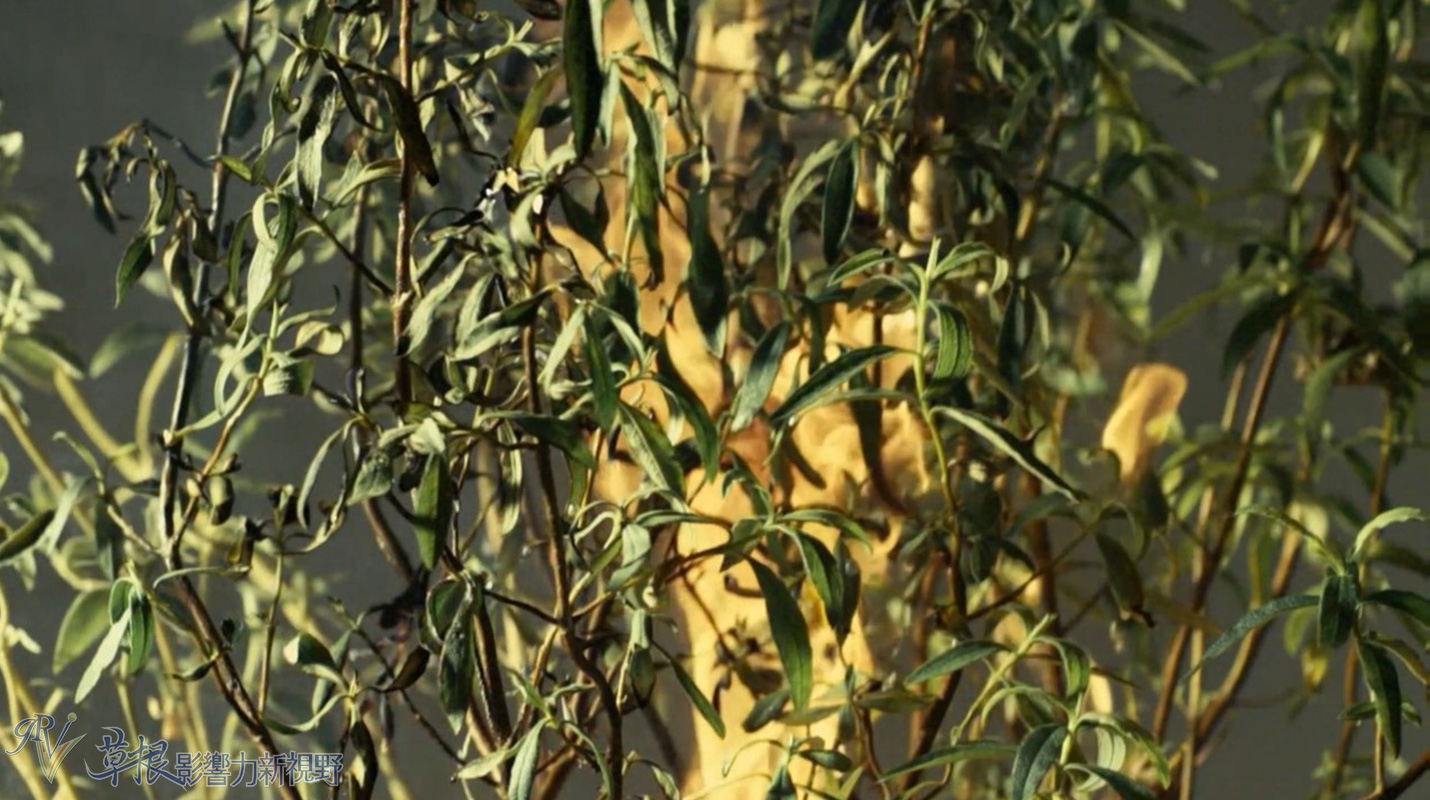 植物比动物厉害,动植物的繁衍方式