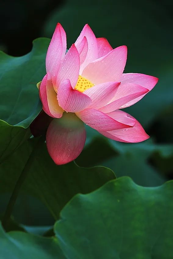 全球学子嘉游赣|上饶的第一波荷花开了，让我们一起步入飘满荷香的夏天！