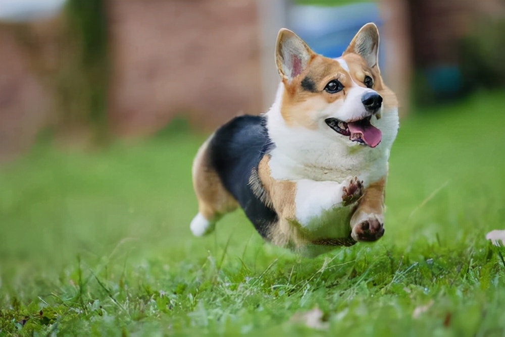 柯基犬为什么不建议养,为什么少人养狗