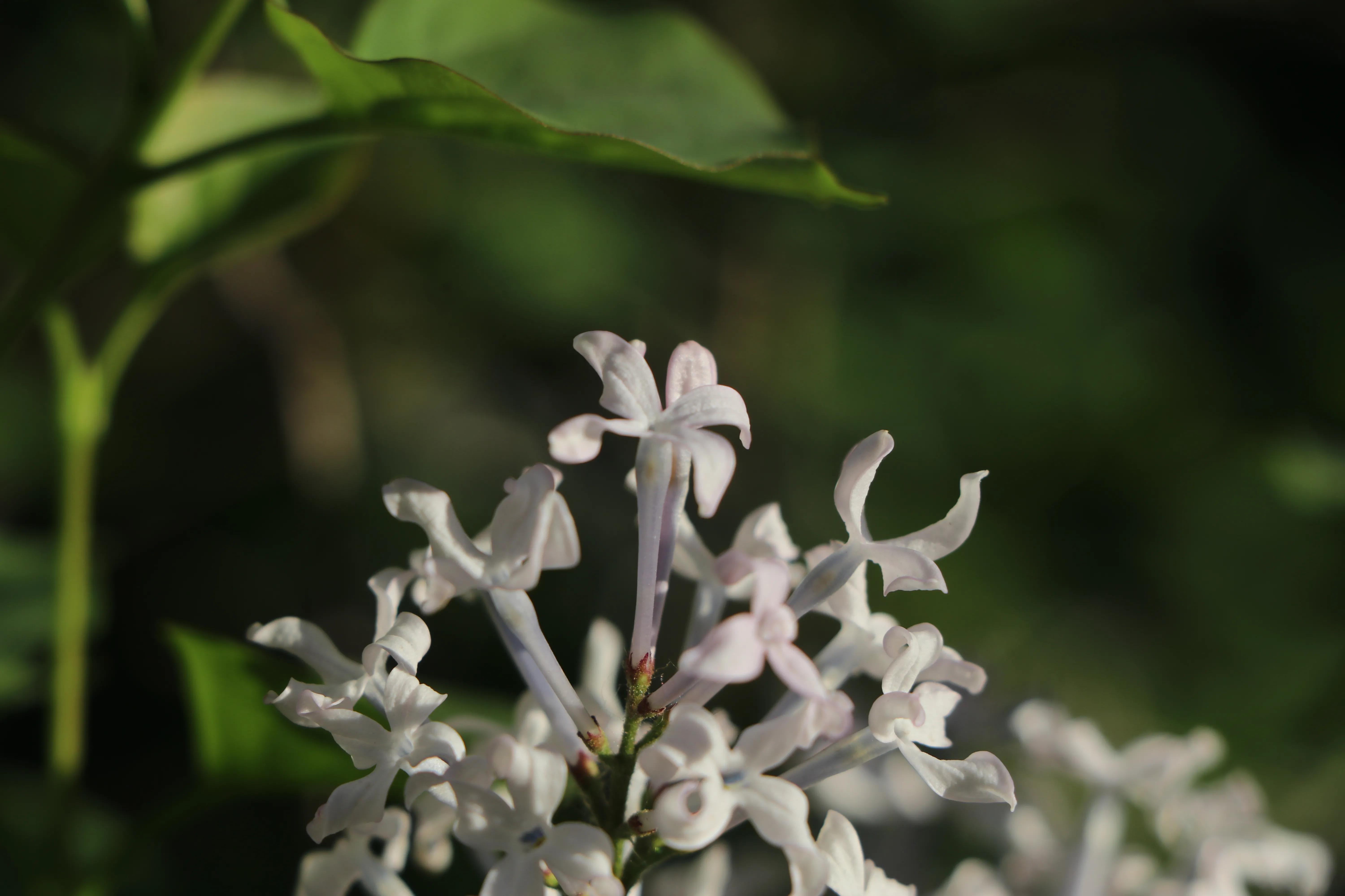 丁香花唯美诗句,丁香花唯美句子