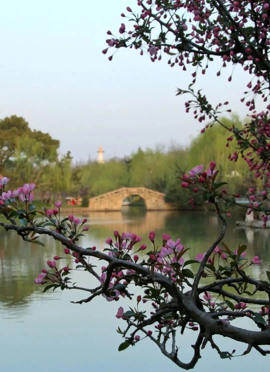 春日打卡|三月春风吹海棠,花开缤纷迷人眼