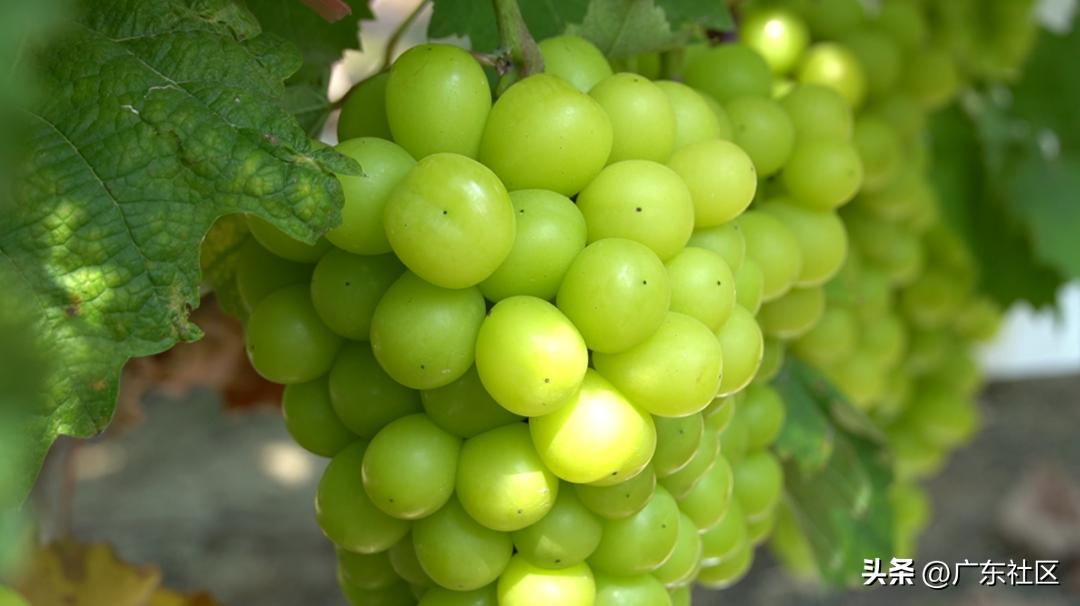 乡村休闲精品在江门：这里藏着个“世外萄园”，快来趣味游园摘果