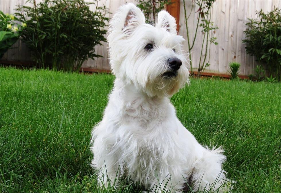 新手养狗适合养什么狗小型,养狗推荐品种小型犬便宜