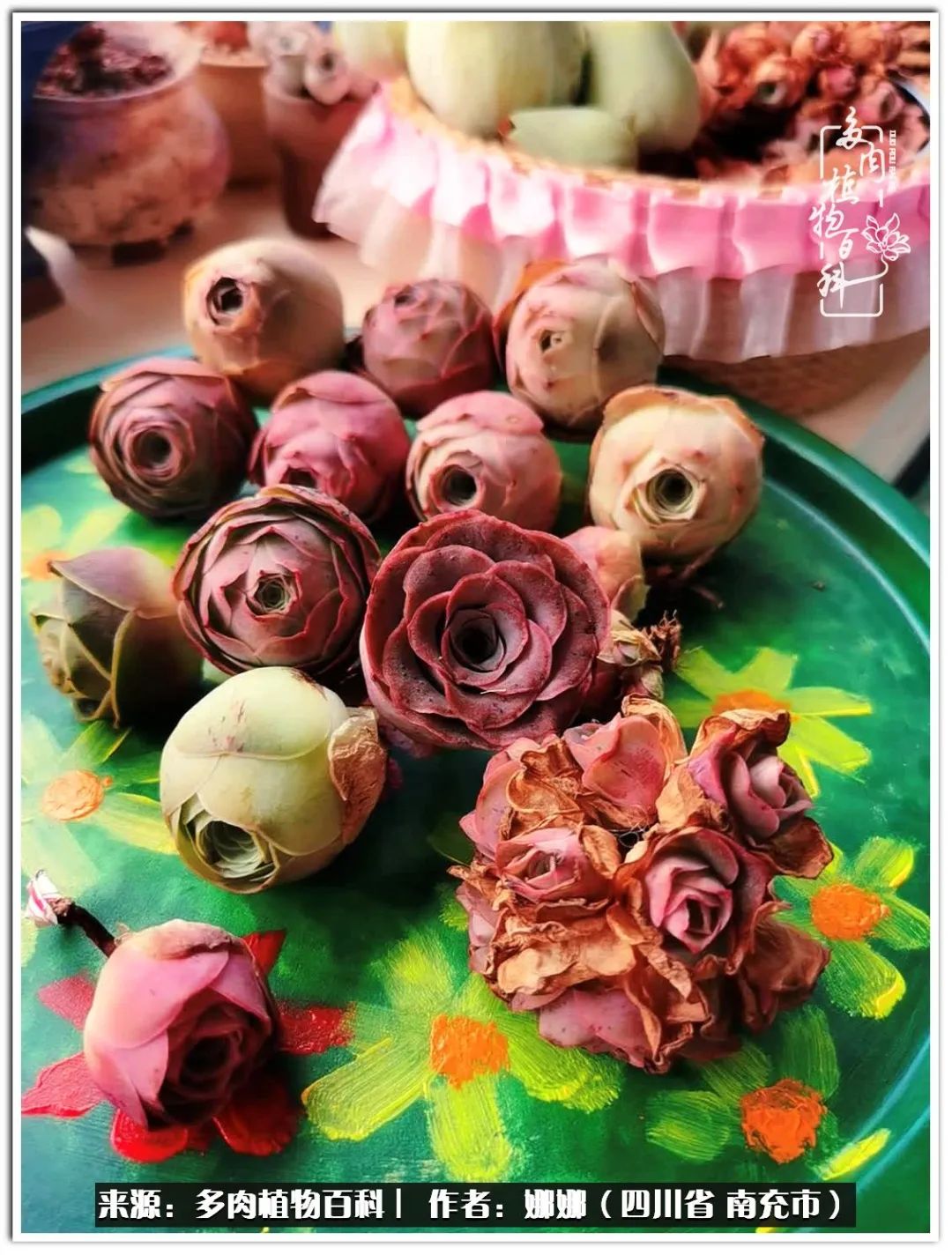 带刺的玫瑰阳台多肉,开花的玫瑰多肉