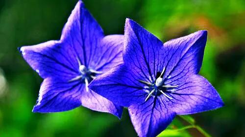 原创花卉作品·桔梗花·花中处士，不慕繁华。已然成为园林新宠。