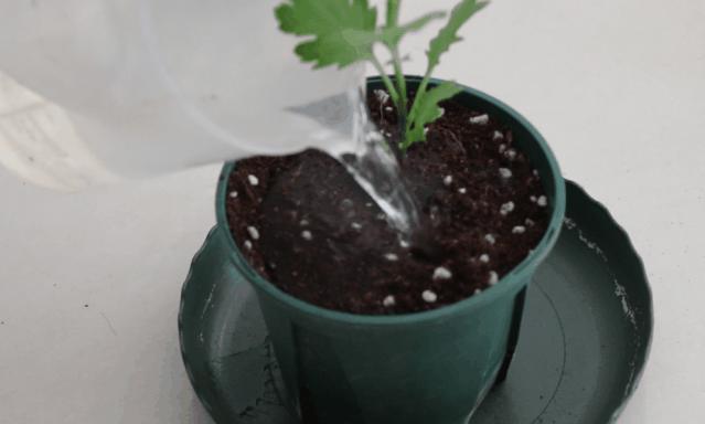 中国十大稀有珍贵菊花品种图片,一年四季开花的菊花有哪些品种