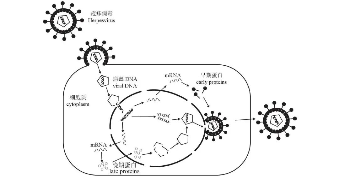 水产养殖疱疹病毒怎么治疗,水产养殖疱疹病毒