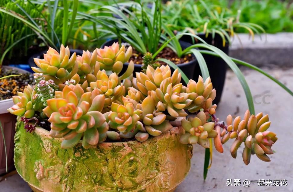 最近出老桩比较火的多肉,10款普货多肉皮实又好养