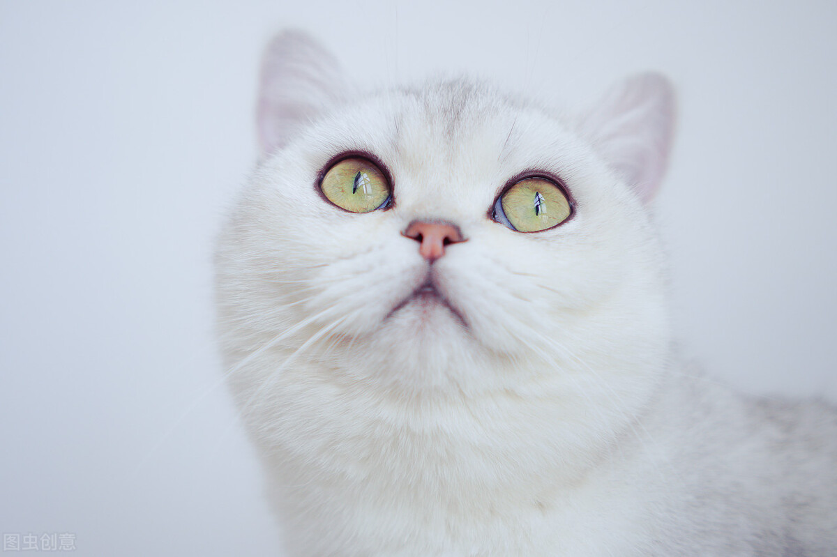 养猫必看101条新手养猫常识,新手养猫攻略养猫必备清单超全