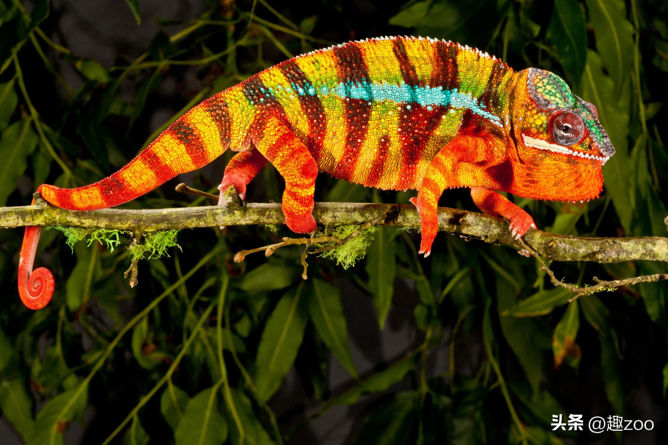 全球公认十大凶猛的动物蜥蜴,世界十大恐怖蜥蜴