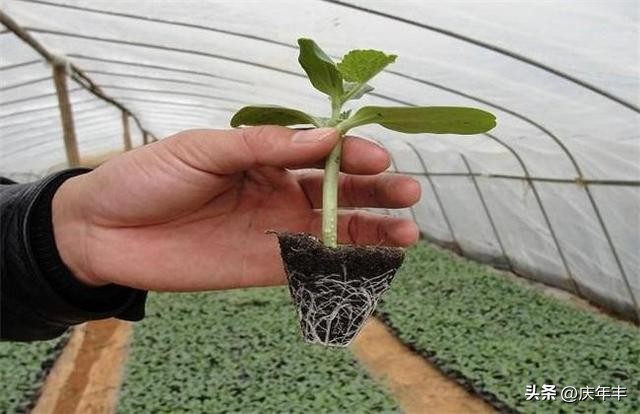 播种时覆土厚度一定要适宜为什么,播种时对土壤的要求