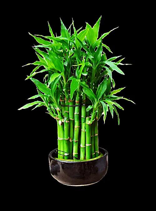 富贵竹茎叶青翠,大竹叶富贵竹