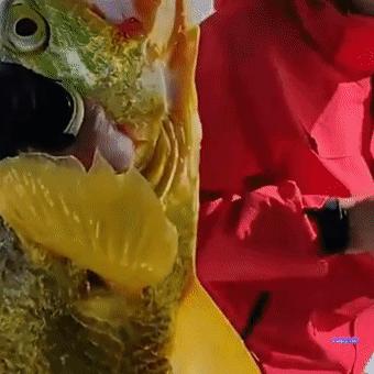 游客钓到野生大黄鱼全身金光闪闪,浙江钓友上野生三斤多大黄鱼