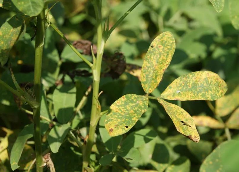 春季真柏盆景如何进行病虫害防治,不用防治的植物病害