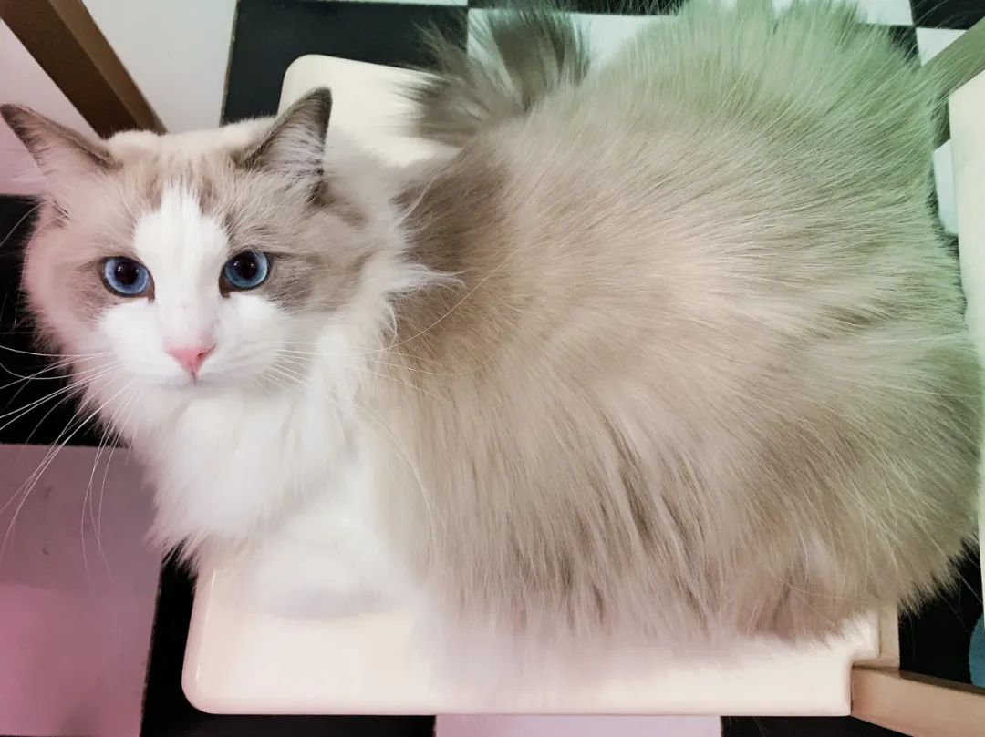 汤圆布偶猫,最好看的布偶猫汤圆