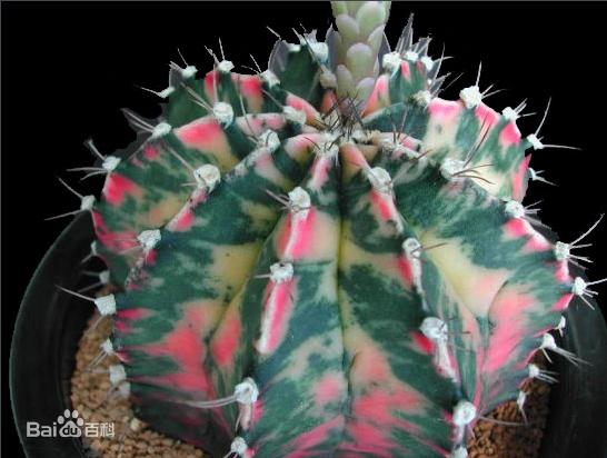 各种仙人掌的种植,仙人掌是扦插好还是带根种植好